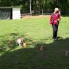 Hunde » Nasenarbeit mit den Welpen und Junghunden 2019